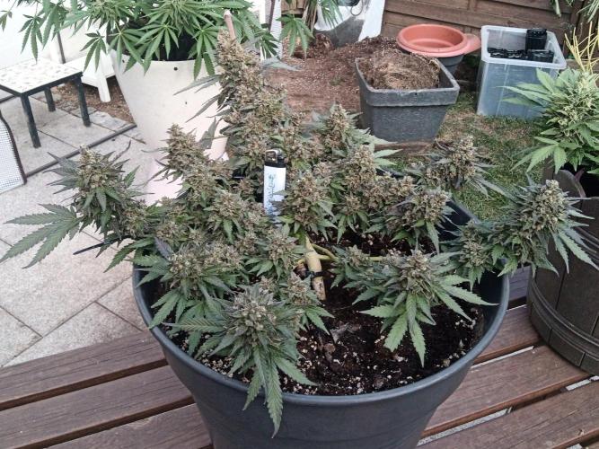 Lemon Cherry Gelato Auto and more. Week 9