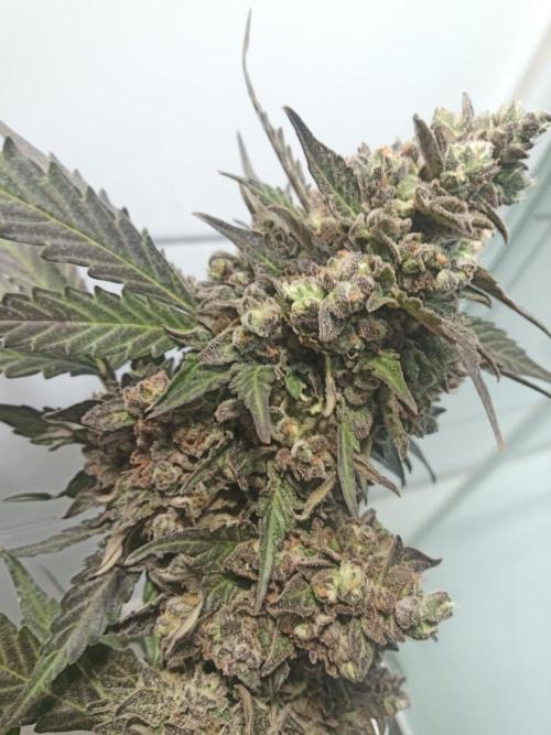 Lemon Cherry Gelato Auto and more. Week 9