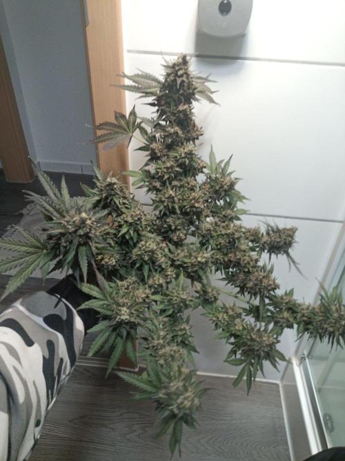 Lemon Cherry Gelato Auto and more. Week 9