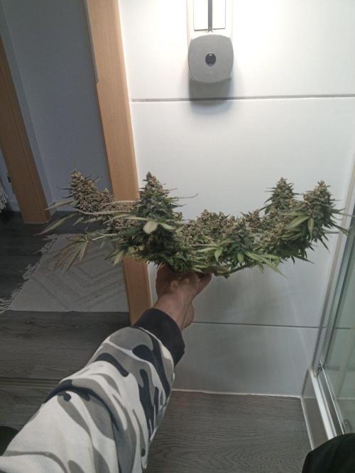 Lemon Cherry Gelato Auto and more. Week 9
