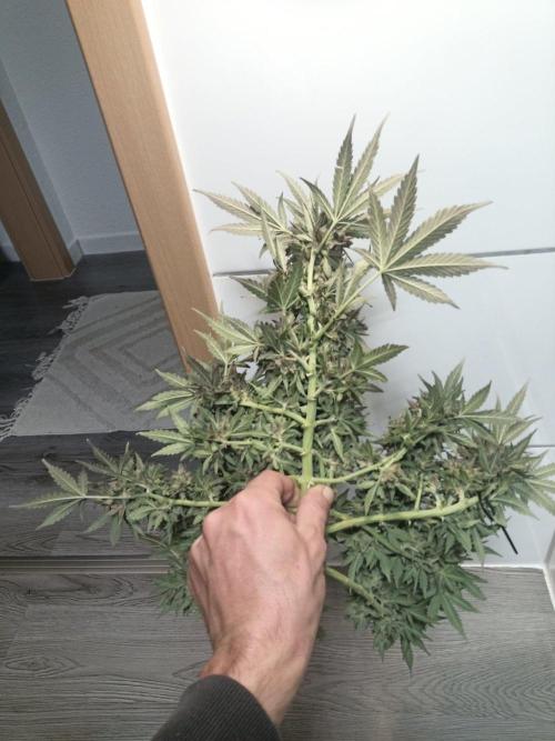 Lemon Cherry Gelato Auto and more. Week 9