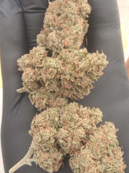 Lemon Cherry Gelato Auto and more. Week 10