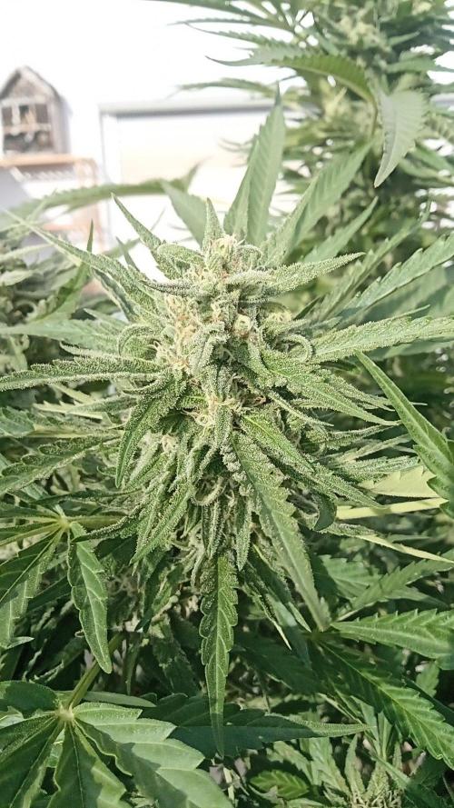 Cheese ( Zamnesia ). Week 5 - La vedete anche voi una faccia? 🤩?