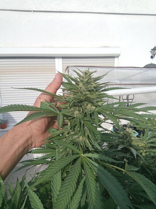 Cheese ( Zamnesia ). Week 5
