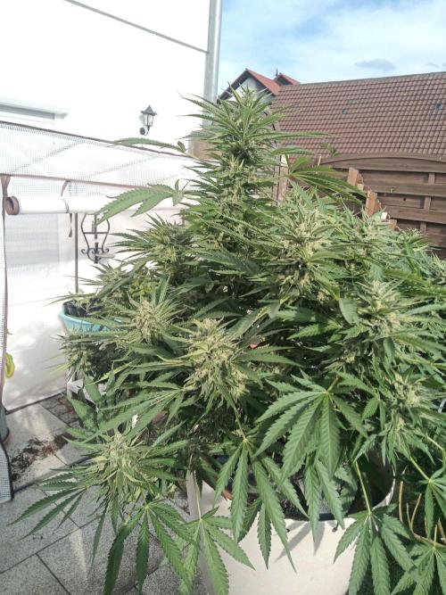Cheese ( Zamnesia ). Week 5
