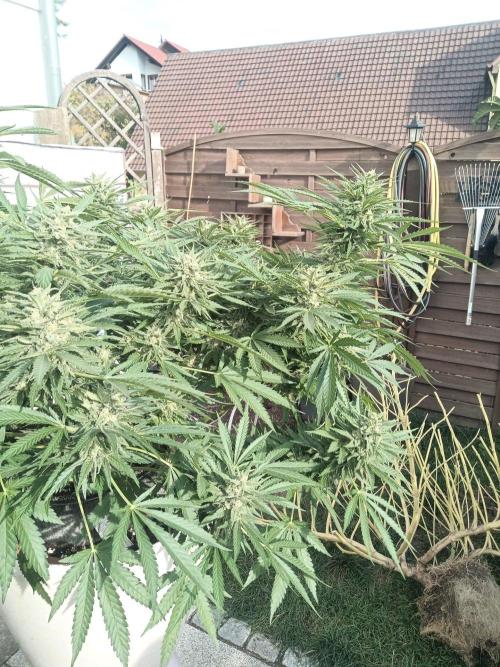 Cheese ( Zamnesia ). Week 5