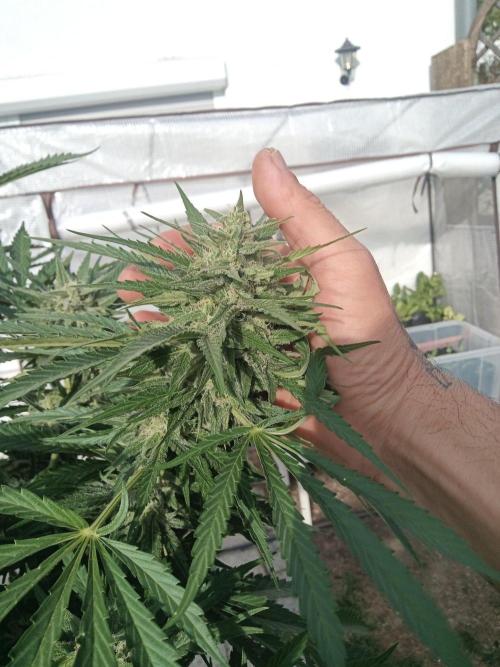 Cheese ( Zamnesia ). Week 5