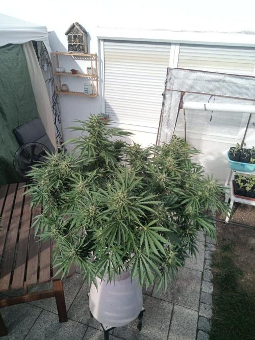 Cheese ( Zamnesia ). Week 5