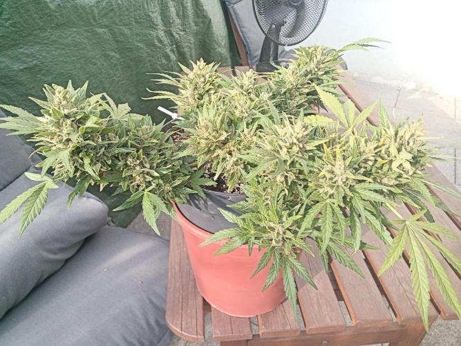 Lemon Cherry Gelato Auto and more. Week 10