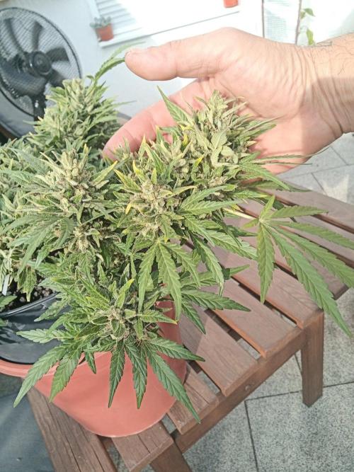 Lemon Cherry Gelato Auto and more. Week 10