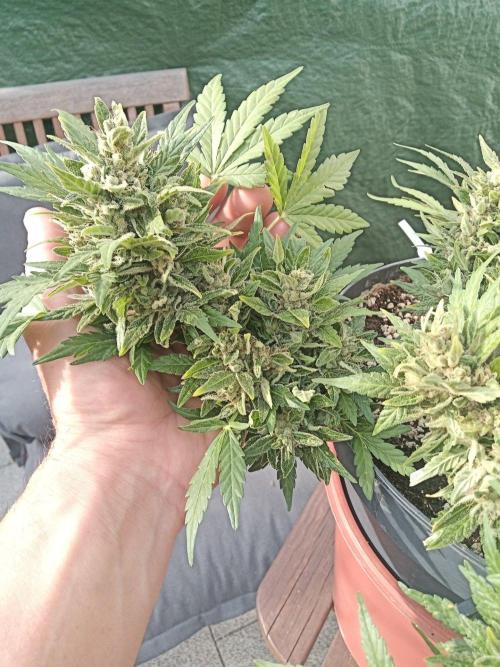 Lemon Cherry Gelato Auto and more. Week 10
