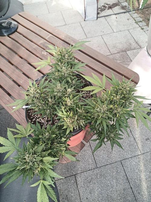 Lemon Cherry Gelato Auto and more. Week 10
