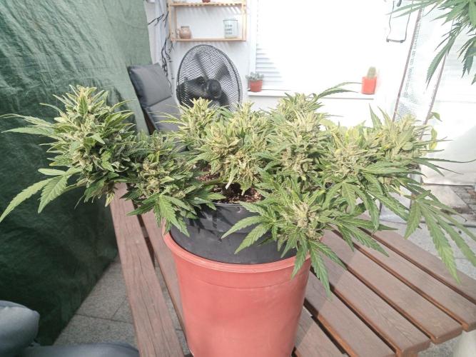 Lemon Cherry Gelato Auto and more. Week 10
