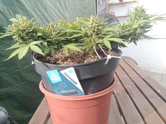 Lemon Cherry Gelato Auto and more. Week 10