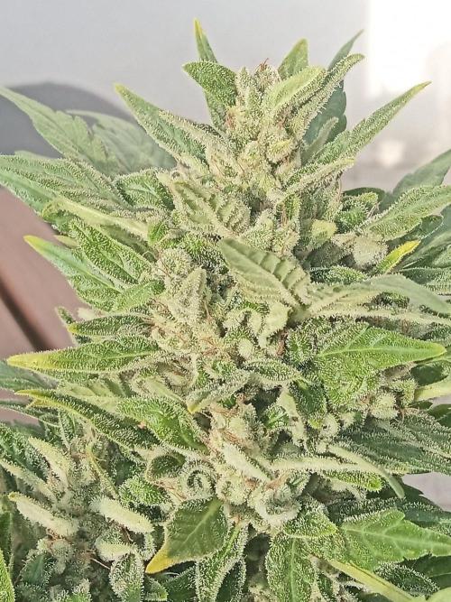 Lemon Cherry Gelato Auto and more. Week 10