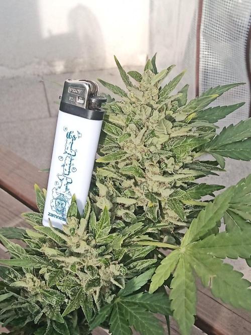 Lemon Cherry Gelato Auto and more. Week 10