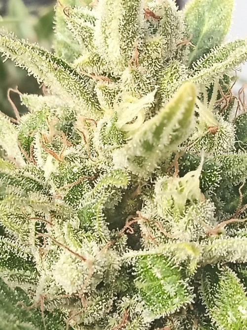 Lemon Cherry Gelato Auto and more. Week 10