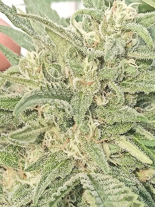 Cheese ( Zamnesia ). Week 5