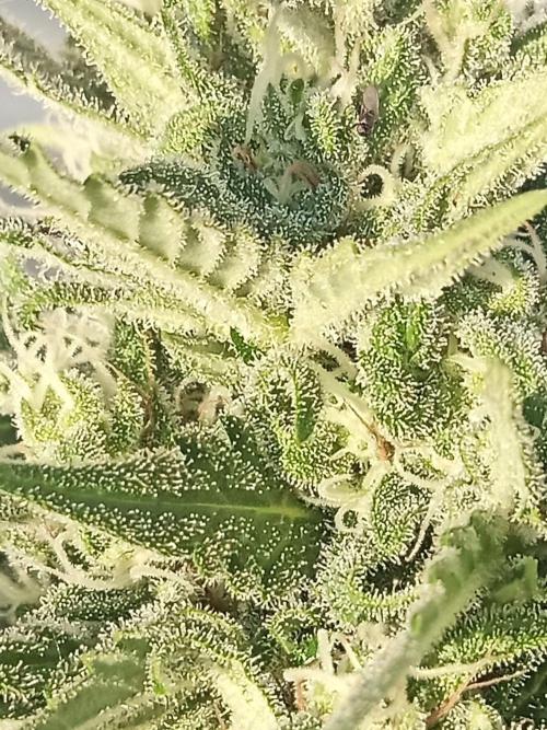 Cheese ( Zamnesia ). Week 6