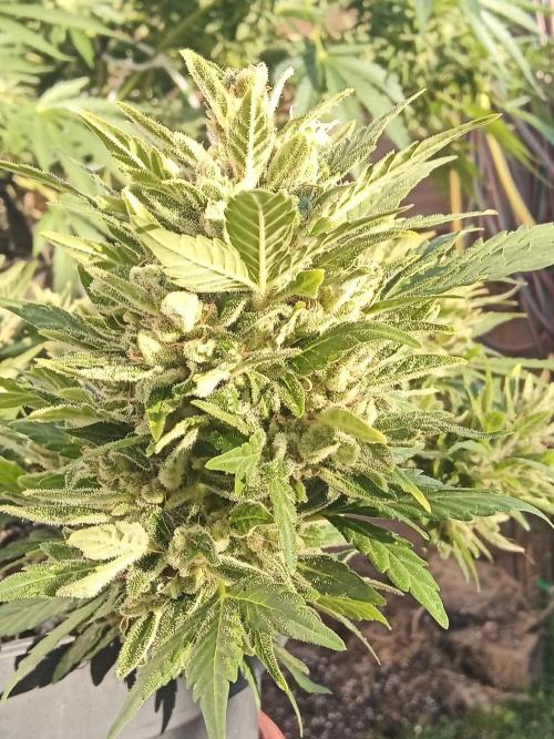 Lemon Cherry Gelato Auto and more. Week 11