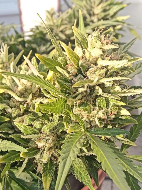 Lemon Cherry Gelato Auto and more. Week 11