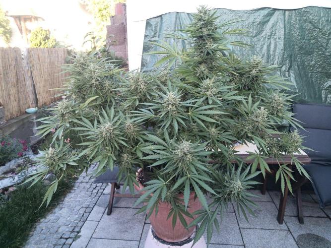 Cheese ( Zamnesia ). Week 7