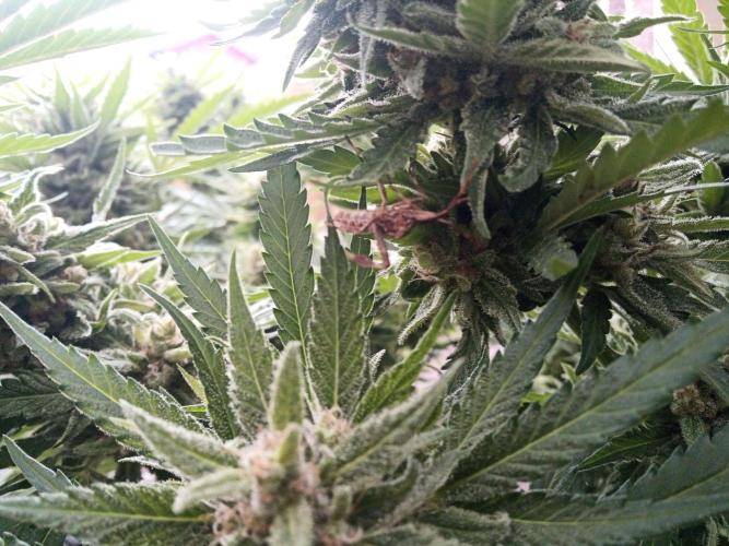 Cheese ( Zamnesia ). Week 7