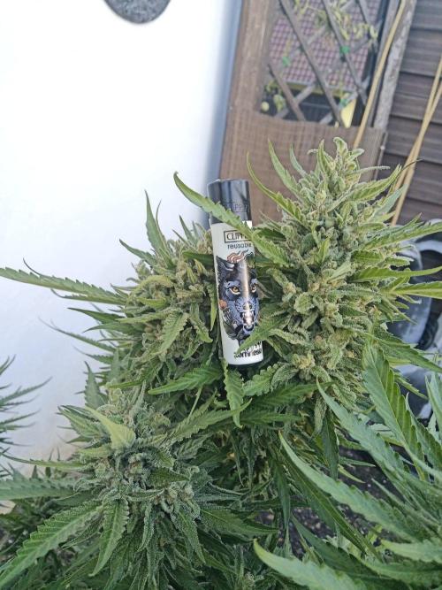 Cheese ( Zamnesia ). Week 8