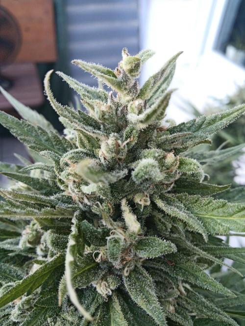 Cheese ( Zamnesia ). Week 8