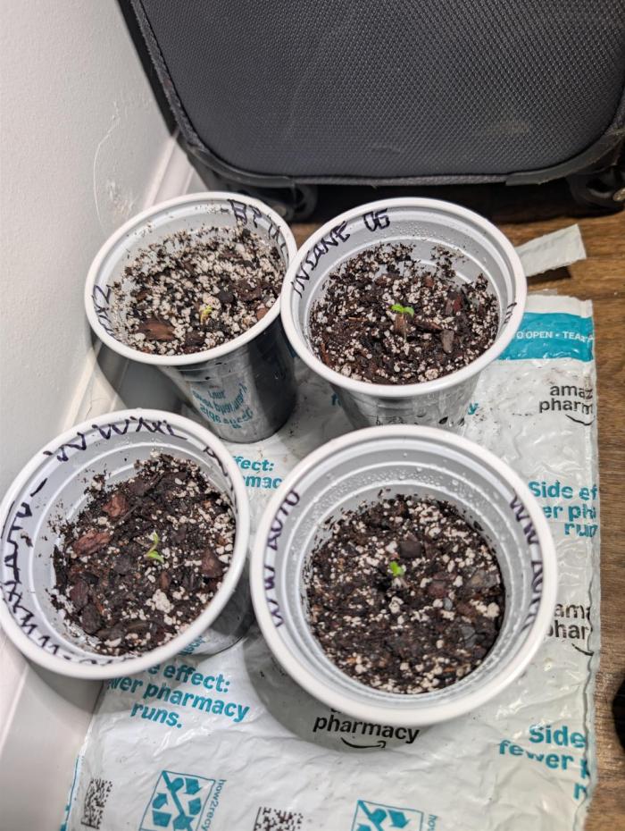 First Grow. Week 0