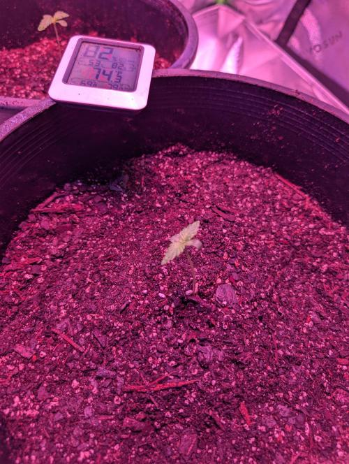 First Grow. Week 0 - Day 6