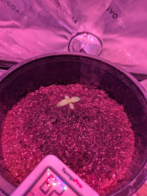 First Grow. Week 0 - Day 6
