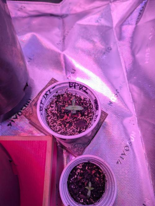 First Grow. Week 0 - Day 6
