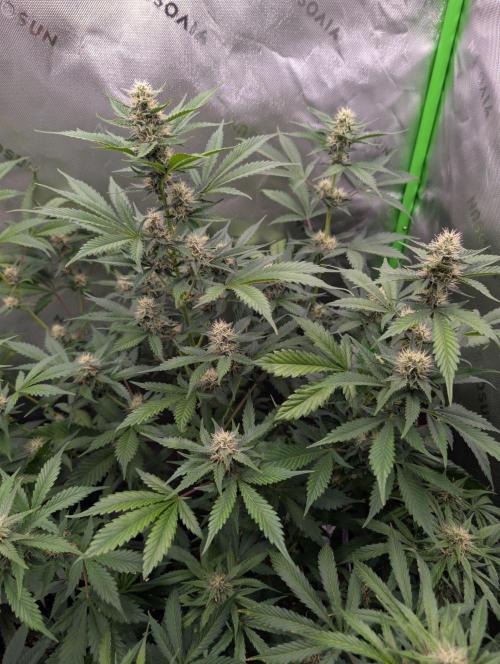 First Grow. Week 8