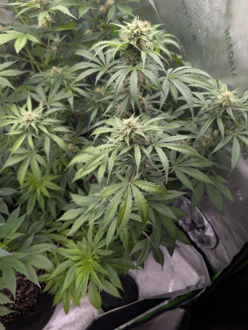 First Grow. Week 8