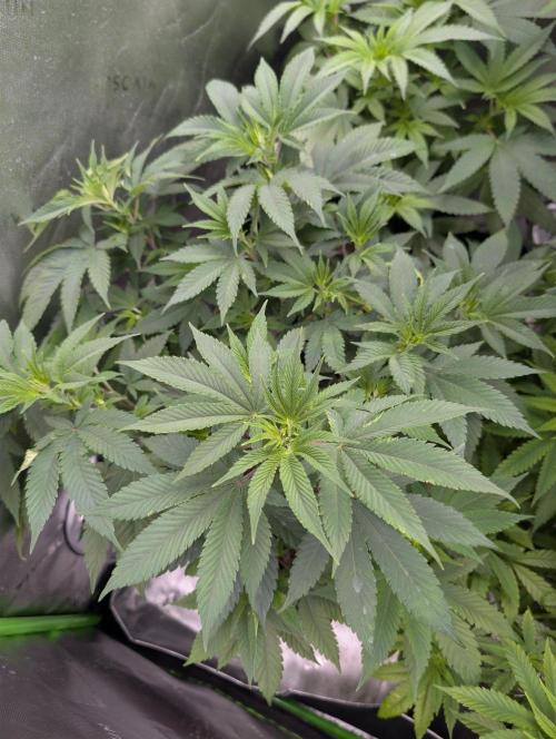 First Grow. Week 8