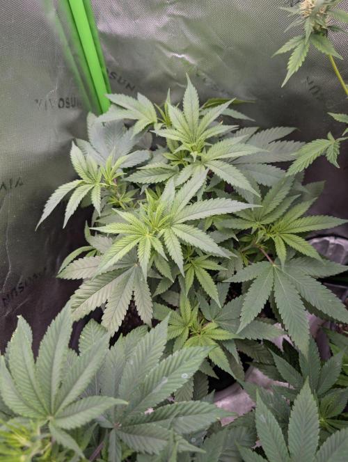 First Grow. Week 8
