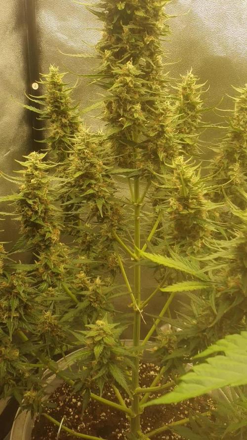 Frosted Guava Automatic. Week 10