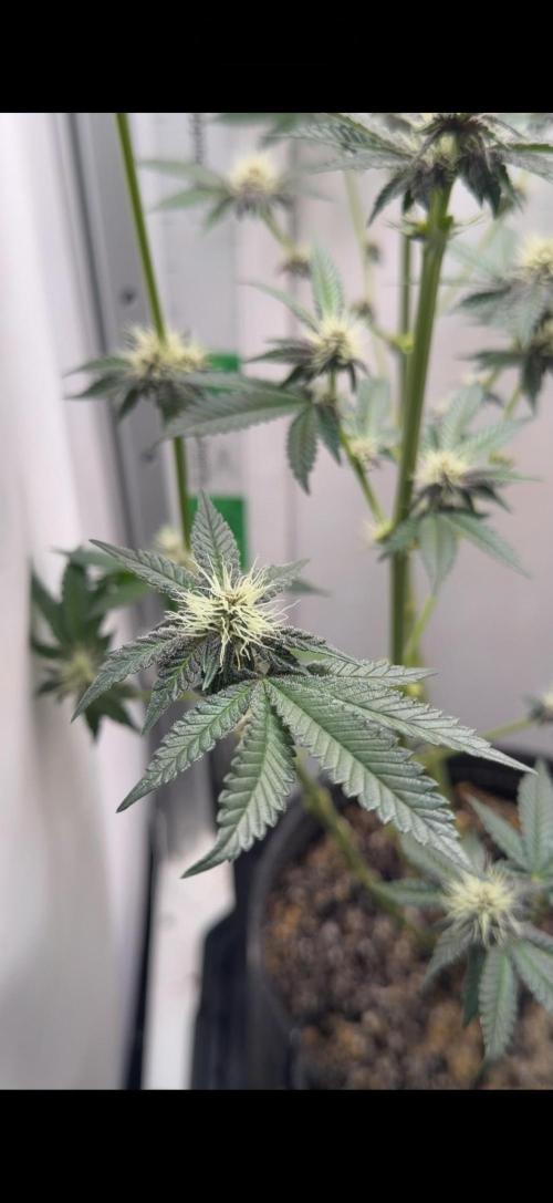 Purpz by Humboldt company. Week 8