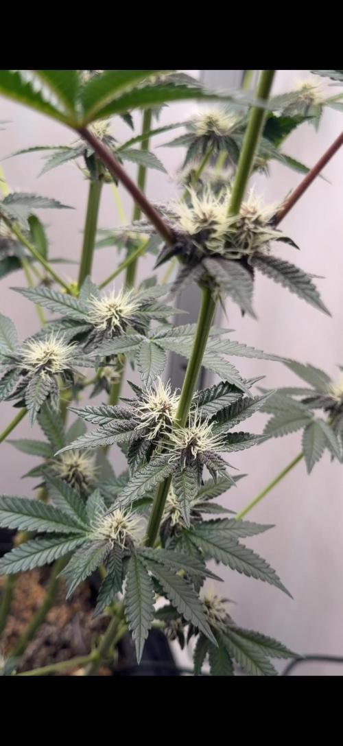 Purpz by Humboldt company. Week 8