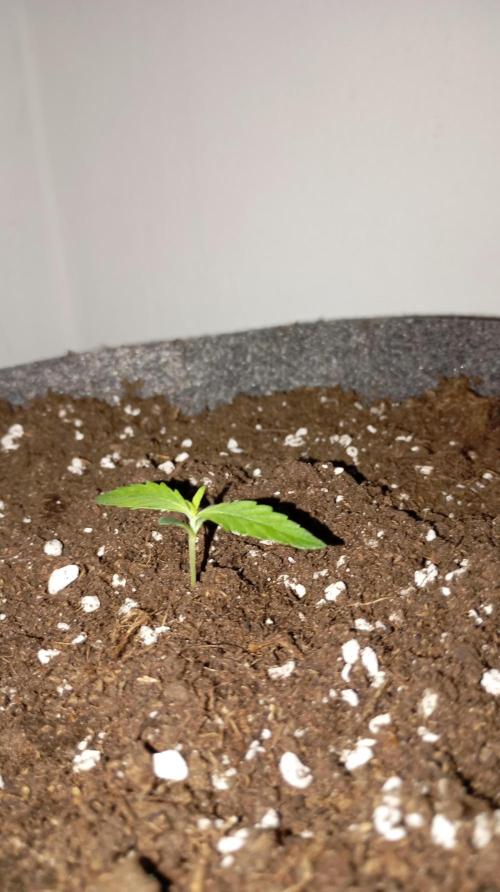 Gelato auto. Week 1 - Day 6
