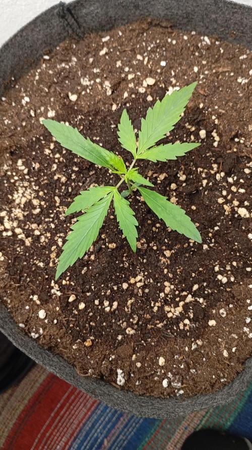 Gelato auto. Week 2 - Day 14