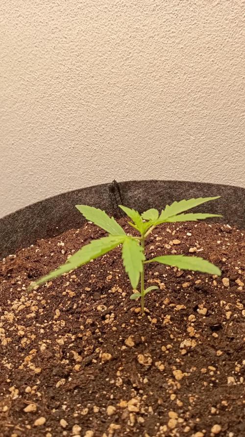 Gelato auto. Week 2