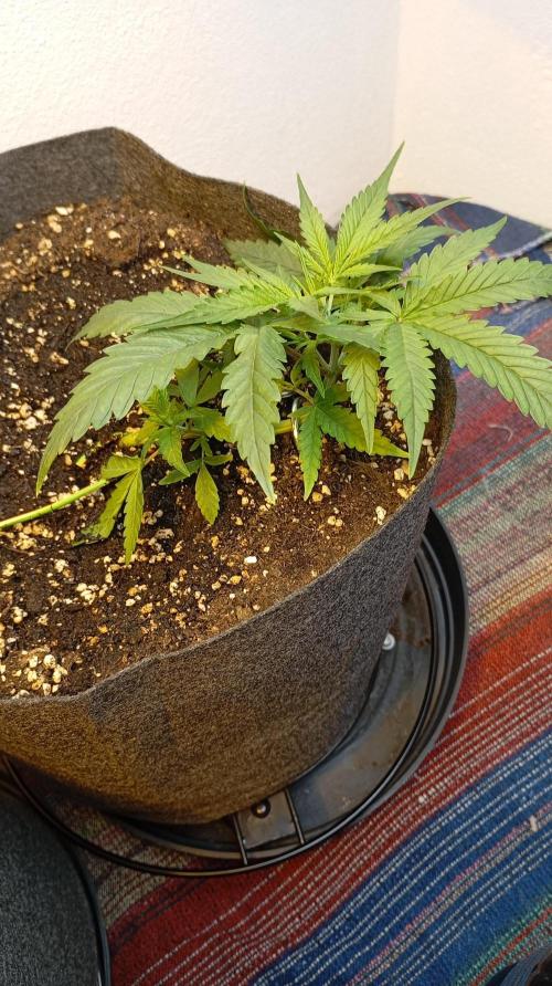 Gelato Auto. Week 4