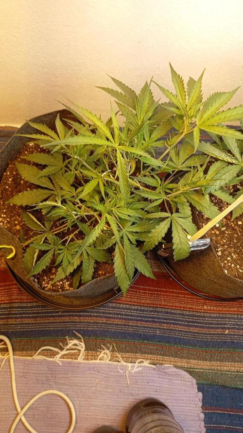 Gelato auto. Week 5 - Day 35