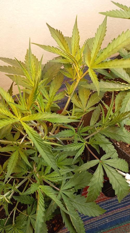 Gelato auto. Week 5 - Day 35