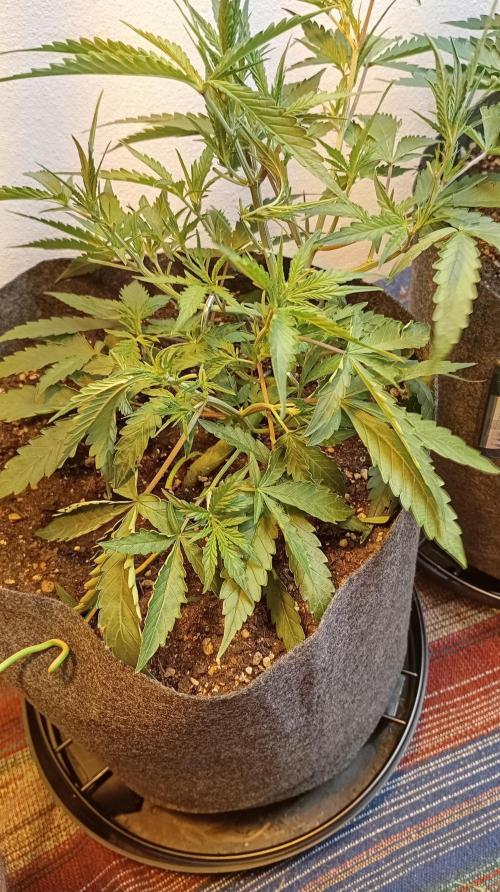 Gelato auto. Week 5 - Day 35