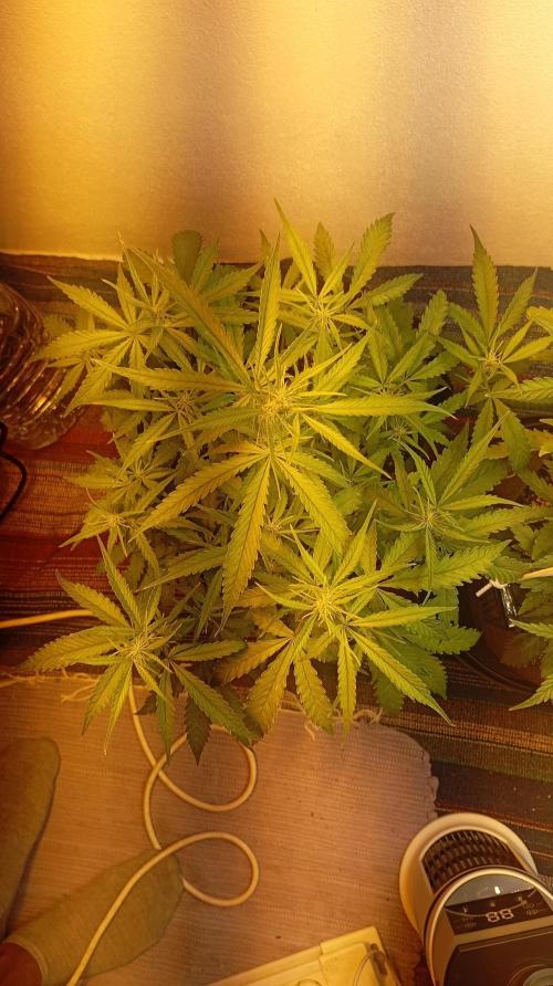 Gelato auto. Week 6 - Day42