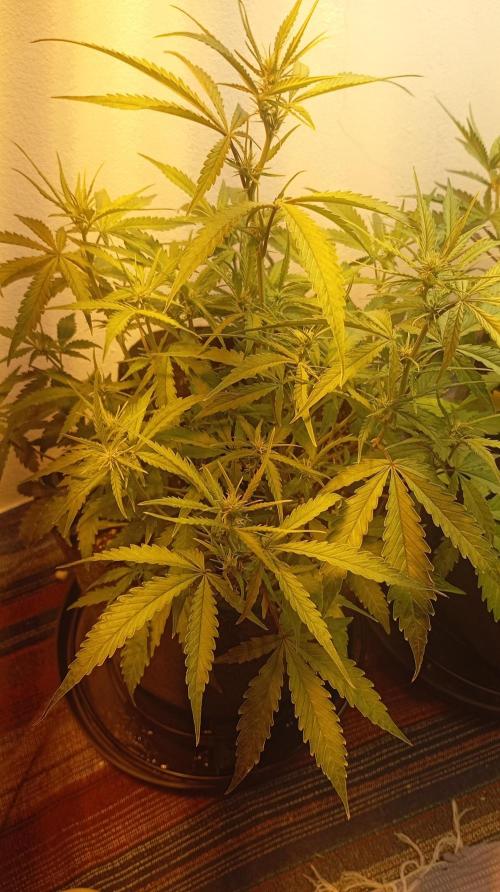 Gelato auto. Week 6 - Day 42