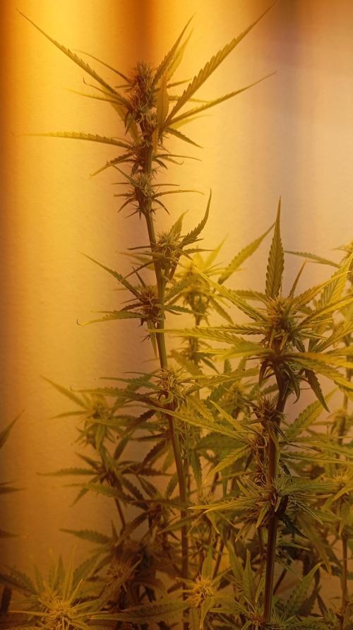 Gelato auto. Week 7 - Day 49